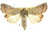  ( - 10ANIC-07890)  @15 [ ] CreativeCommons - Attribution (2010) CBG Photography Group Centre for Biodiversity Genomics