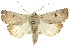  ( - 10ANIC-07892)  @15 [ ] CreativeCommons - Attribution (2010) CBG Photography Group Centre for Biodiversity Genomics