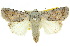  ( - 10ANIC-07897)  @15 [ ] CreativeCommons - Attribution (2010) CBG Photography Group Centre for Biodiversity Genomics