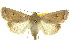  ( - 10ANIC-07899)  @13 [ ] CreativeCommons - Attribution (2010) CBG Photography Group Centre for Biodiversity Genomics