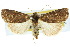  ( - 10ANIC-07914)  @15 [ ] CreativeCommons - Attribution (2010) CBG Photography Group Centre for Biodiversity Genomics