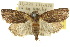  ( - 10ANIC-07919)  @15 [ ] CreativeCommons - Attribution (2010) CBG Photography Group Centre for Biodiversity Genomics