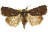  ( - 10ANIC-07923)  @15 [ ] CreativeCommons - Attribution (2010) CBG Photography Group Centre for Biodiversity Genomics