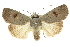  ( - 10ANIC-07928)  @15 [ ] CreativeCommons - Attribution (2010) CBG Photography Group Centre for Biodiversity Genomics