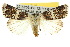  ( - 10ANIC-07931)  @15 [ ] CreativeCommons - Attribution (2010) CBG Photography Group Centre for Biodiversity Genomics