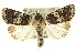  ( - 10ANIC-07933)  @15 [ ] CreativeCommons - Attribution (2010) CBG Photography Group Centre for Biodiversity Genomics
