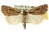  ( - 10ANIC-07935)  @15 [ ] CreativeCommons - Attribution (2010) CBG Photography Group Centre for Biodiversity Genomics