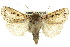  ( - 10ANIC-07944)  @15 [ ] CreativeCommons - Attribution (2010) CBG Photography Group Centre for Biodiversity Genomics