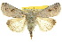  (Proteuxoa amaurodes - 10ANIC-07952)  @14 [ ] CreativeCommons - Attribution (2010) CBG Photography Group Centre for Biodiversity Genomics