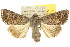  (Dasygaster padockina - 10ANIC-07957)  @15 [ ] CreativeCommons - Attribution (2010) CBG Photography Group Centre for Biodiversity Genomics