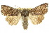  ( - 10ANIC-07958)  @14 [ ] CreativeCommons - Attribution (2010) CBG Photography Group Centre for Biodiversity Genomics