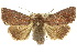  ( - 10ANIC-07959)  @14 [ ] CreativeCommons - Attribution (2010) CBG Photography Group Centre for Biodiversity Genomics