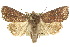  ( - 10ANIC-07960)  @15 [ ] CreativeCommons - Attribution (2010) CBG Photography Group Centre for Biodiversity Genomics