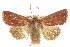 (Cirphis - 10ANIC-07961)  @15 [ ] CreativeCommons - Attribution (2010) CBG Photography Group Centre for Biodiversity Genomics