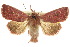  ( - 10ANIC-07962)  @14 [ ] CreativeCommons - Attribution (2010) CBG Photography Group Centre for Biodiversity Genomics