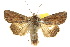  ( - 10ANIC-07964)  @15 [ ] CreativeCommons - Attribution (2010) CBG Photography Group Centre for Biodiversity Genomics