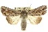  (Persectania dyscrita - 10ANIC-07967)  @15 [ ] CreativeCommons - Attribution (2010) CBG Photography Group Centre for Biodiversity Genomics