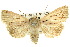  ( - 10ANIC-07972)  @11 [ ] CreativeCommons - Attribution (2010) CBG Photography Group Centre for Biodiversity Genomics