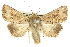  (Leucania1 obumbrata - 10ANIC-07973)  @15 [ ] CreativeCommons - Attribution (2010) CBG Photography Group Centre for Biodiversity Genomics