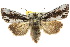  ( - 10ANIC-07975)  @15 [ ] CreativeCommons - Attribution (2010) CBG Photography Group Centre for Biodiversity Genomics
