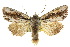  (Dasygaster pammacha - 10ANIC-07976)  @15 [ ] CreativeCommons - Attribution (2010) CBG Photography Group Centre for Biodiversity Genomics