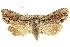  ( - 10ANIC-07977)  @15 [ ] CreativeCommons - Attribution (2010) CBG Photography Group Centre for Biodiversity Genomics
