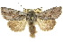  (Dasygaster epipolia - 10ANIC-07980)  @15 [ ] CreativeCommons - Attribution (2010) CBG Photography Group Centre for Biodiversity Genomics
