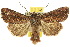  (Xylina1 - 10ANIC-07986)  @15 [ ] CreativeCommons - Attribution (2010) CBG Photography Group Centre for Biodiversity Genomics