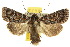  ( - 10ANIC-07991)  @15 [ ] CreativeCommons - Attribution (2010) CBG Photography Group Centre for Biodiversity Genomics