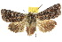  ( - 10ANIC-07993)  @15 [ ] CreativeCommons - Attribution (2010) CBG Photography Group Centre for Biodiversity Genomics