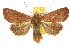  (Leucania1 obusta - 10ANIC-07996)  @14 [ ] CreativeCommons - Attribution (2010) CBG Photography Group Centre for Biodiversity Genomics