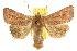  ( - 10ANIC-07997)  @13 [ ] CreativeCommons - Attribution (2010) CBG Photography Group Centre for Biodiversity Genomics