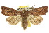  (Dasygaster sp. ANIC2 - 10ANIC-08000)  @15 [ ] CreativeCommons - Attribution (2010) CBG Photography Group Centre for Biodiversity Genomics