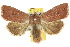  (Dasygaster sp. ANIC1 - 10ANIC-08001)  @15 [ ] CreativeCommons - Attribution (2010) CBG Photography Group Centre for Biodiversity Genomics