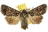  (Dasygaster melambaphes - 10ANIC-08007)  @15 [ ] CreativeCommons - Attribution (2010) CBG Photography Group Centre for Biodiversity Genomics