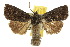  ( - 10ANIC-08008)  @14 [ ] CreativeCommons - Attribution (2010) CBG Photography Group Centre for Biodiversity Genomics