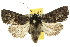  ( - 10ANIC-08009)  @15 [ ] CreativeCommons - Attribution (2010) CBG Photography Group Centre for Biodiversity Genomics