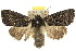  ( - 10ANIC-08010)  @15 [ ] CreativeCommons - Attribution (2010) CBG Photography Group Centre for Biodiversity Genomics