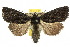  ( - 10ANIC-08011)  @15 [ ] CreativeCommons - Attribution (2010) CBG Photography Group Centre for Biodiversity Genomics