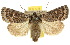  ( - 10ANIC-08014)  @15 [ ] CreativeCommons - Attribution (2010) CBG Photography Group Centre for Biodiversity Genomics
