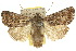  ( - 10ANIC-08015)  @15 [ ] CreativeCommons - Attribution (2010) CBG Photography Group Centre for Biodiversity Genomics