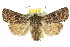  (Dasygaster oressigenes - 10ANIC-08016)  @15 [ ] CreativeCommons - Attribution (2010) CBG Photography Group Centre for Biodiversity Genomics