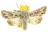  ( - 10ANIC-08017)  @15 [ ] CreativeCommons - Attribution (2010) CBG Photography Group Centre for Biodiversity Genomics
