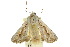  ( - 10ANIC-08018)  @14 [ ] CreativeCommons - Attribution (2010) CBG Photography Group Centre for Biodiversity Genomics