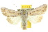  ( - 10ANIC-08020)  @15 [ ] CreativeCommons - Attribution (2010) CBG Photography Group Centre for Biodiversity Genomics