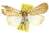  (Leucania1 melanopasta - 10ANIC-08023)  @14 [ ] CreativeCommons - Attribution (2010) CBG Photography Group Centre for Biodiversity Genomics
