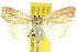  ( - 10ANIC-08024)  @15 [ ] CreativeCommons - Attribution (2010) CBG Photography Group Centre for Biodiversity Genomics
