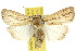  ( - 10ANIC-08027)  @15 [ ] CreativeCommons - Attribution (2010) CBG Photography Group Centre for Biodiversity Genomics