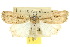  ( - 10ANIC-08029)  @11 [ ] CreativeCommons - Attribution (2010) CBG Photography Group Centre for Biodiversity Genomics