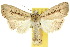  ( - 10ANIC-08030)  @11 [ ] CreativeCommons - Attribution (2010) CBG Photography Group Centre for Biodiversity Genomics
